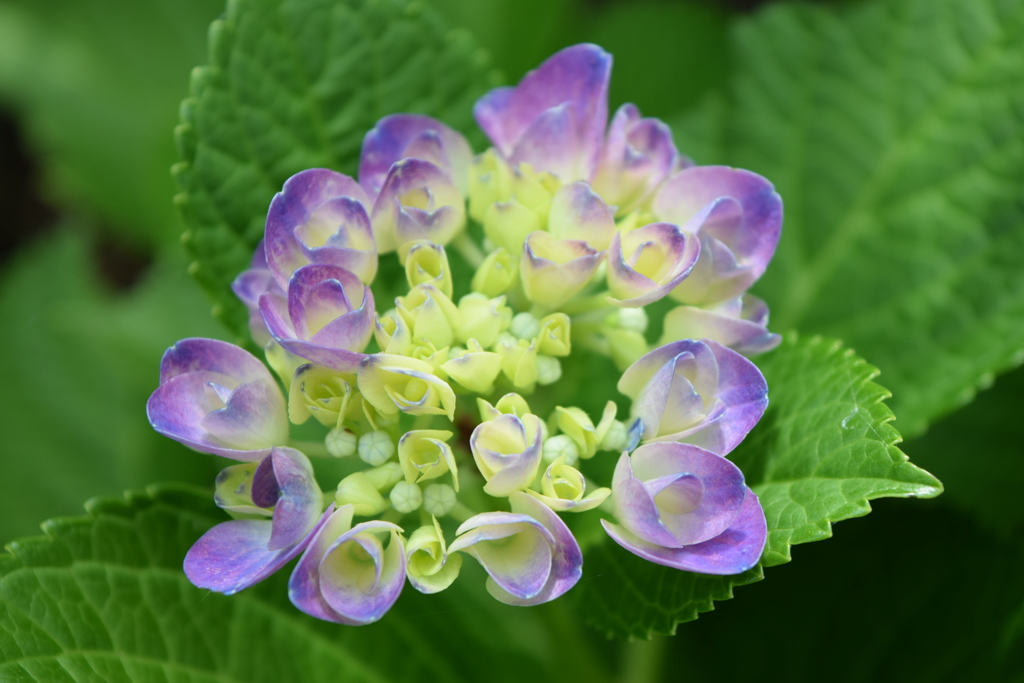 四季折々の花 (54)