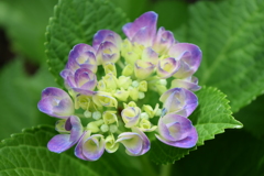 四季折々の花 (54)