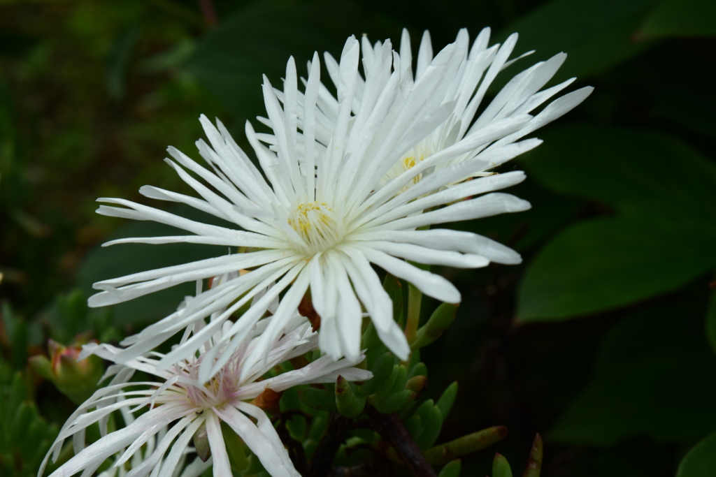 四季折々の花 (7)