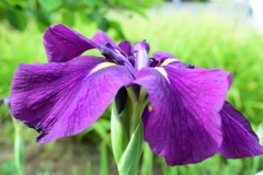 四季折々の花 (47)