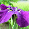 四季折々の花 (47)