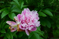 四季折々の花 (8)