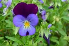 四季折々の花 (14)