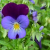 四季折々の花 (14)