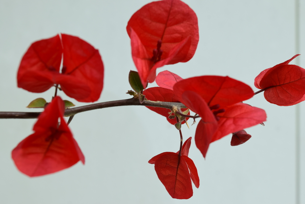 四季折々の花 (6)