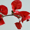 四季折々の花 (6)