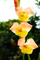 四季折々の花 (62)