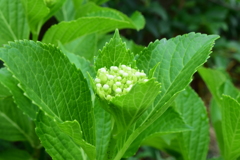 四季折々の花 (21)