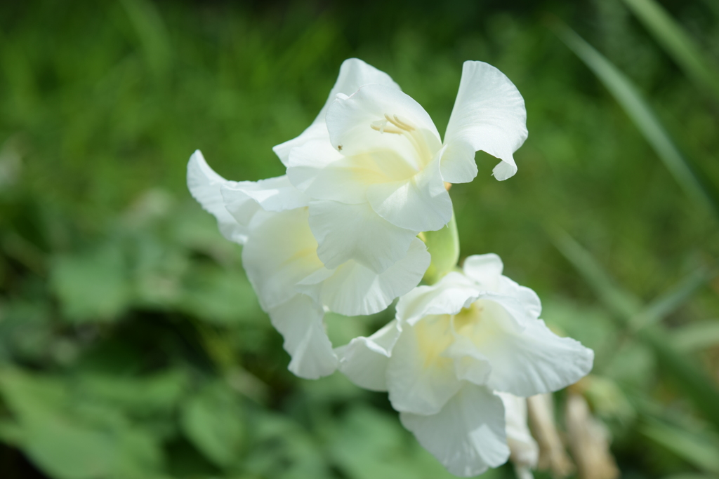 四季折々の花 (80)