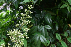 四季折々の花 (15)