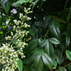 四季折々の花 (15)