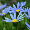 四季折々の花 (10)