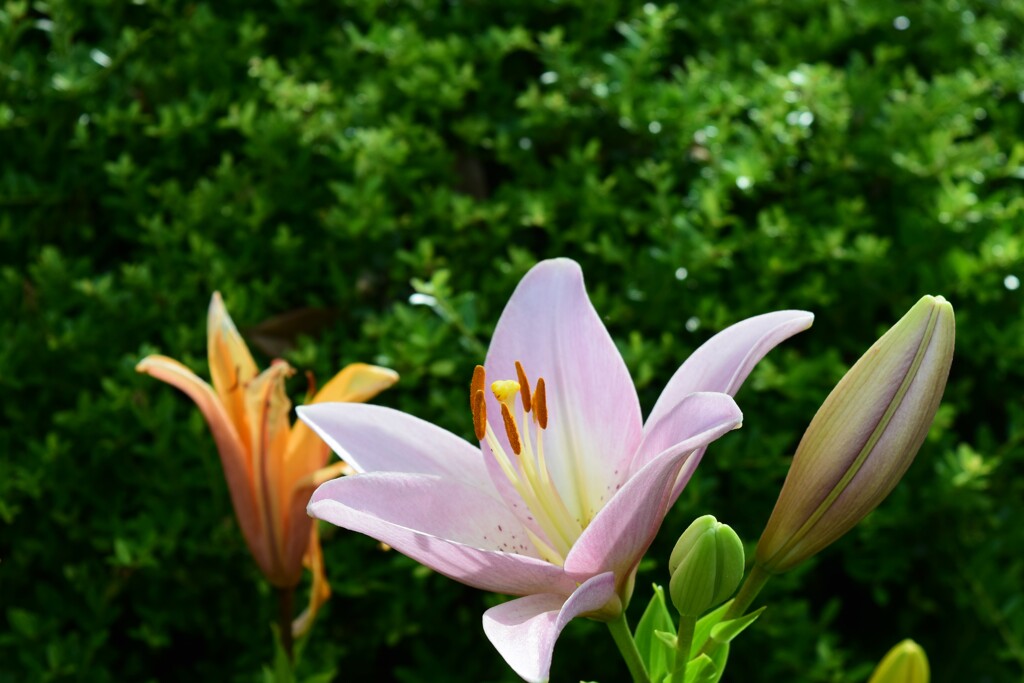 四季折々の花 (40)