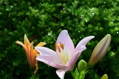 四季折々の花 (40)
