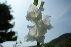 四季折々の花 (63)