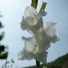 四季折々の花 (63)