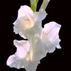 四季折々の花 (71)