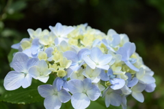 四季折々の花 (51)