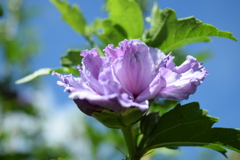四季折々の花 （73)