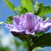 四季折々の花 （73)