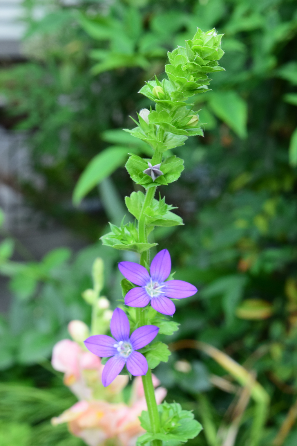 四季折々の花 (32)