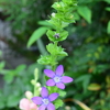 四季折々の花 (32)
