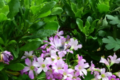 四季折々の花 (19)