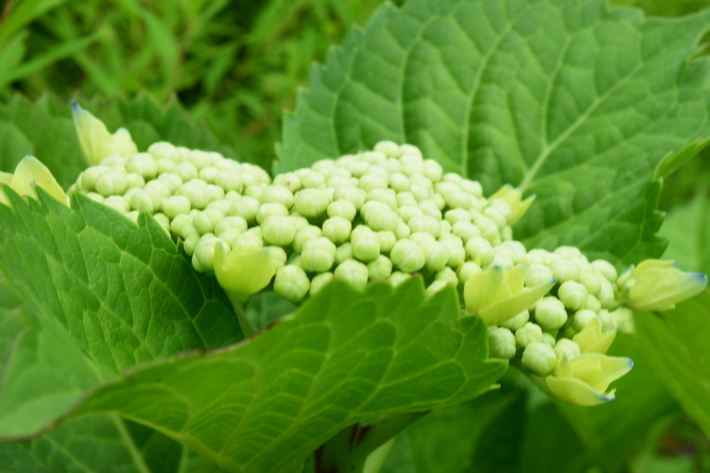 四季折々の花(22)
