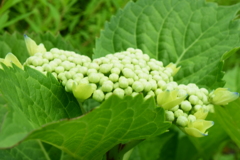 四季折々の花(22)