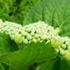 四季折々の花(22)