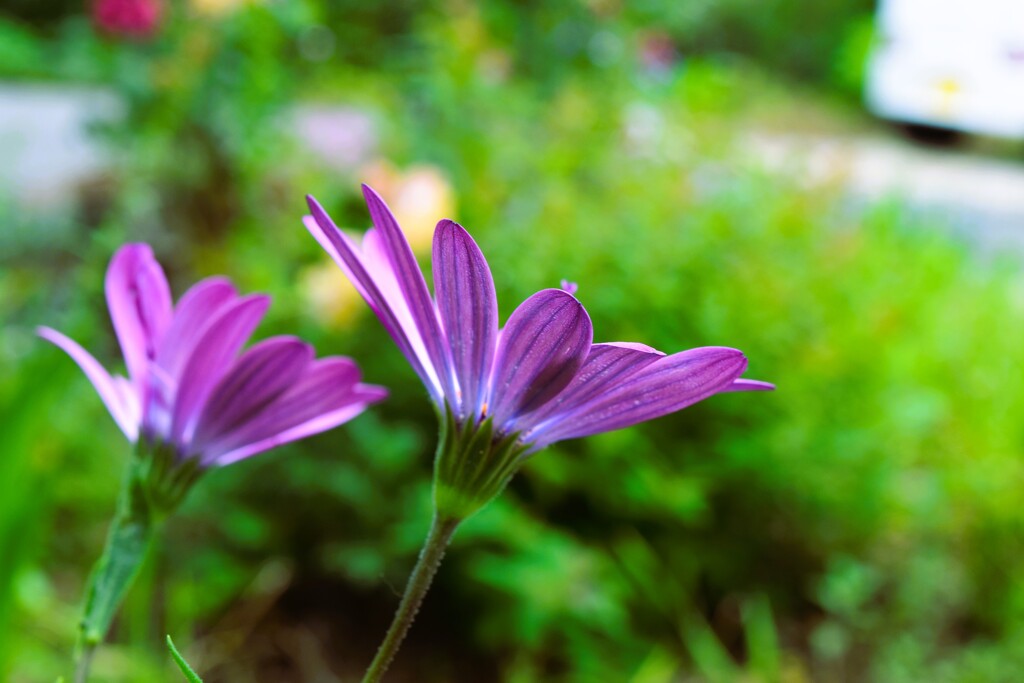 四季折々の花 (2)