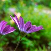 四季折々の花 (2)