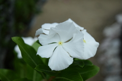 四季折々の花 (84)　