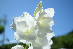 四季折々の花 (69)