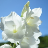 四季折々の花 (69)