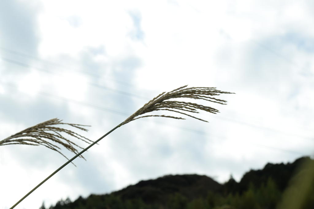 四季折々の花 (87)