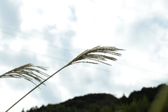 四季折々の花 (87)