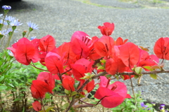 四季折々の花 (43)