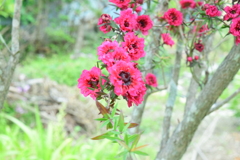 四季折々の花 (23)
