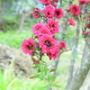 四季折々の花 (23)