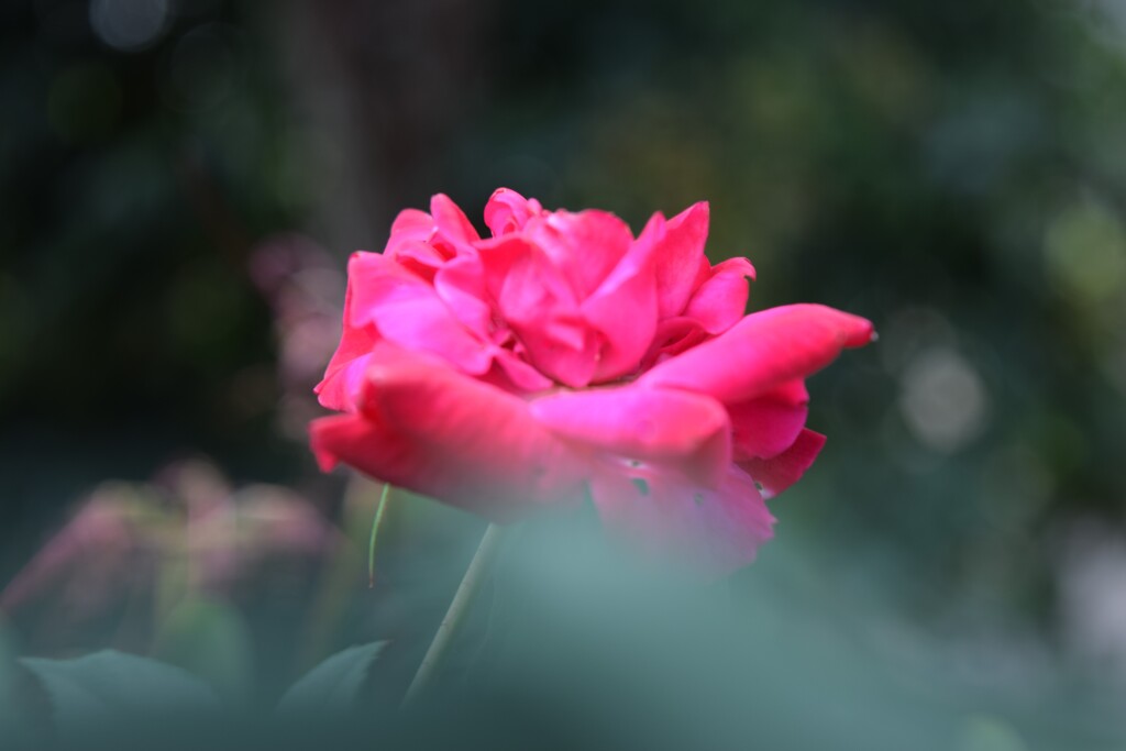 四季折々の花 (83)