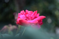 四季折々の花 (83)
