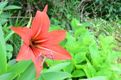 四季折々の花 (12)