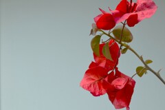 四季折々の花 (5)