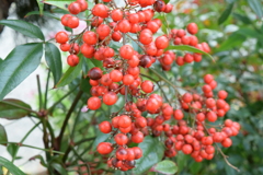 四季折々の花  (89)