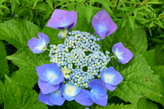 四季折々の花 (42)