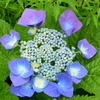 四季折々の花 (42)
