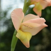四季折々の花 (58)