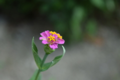 四季折々の花 (74)