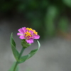 四季折々の花 (74)
